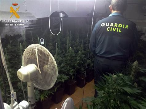 Detenida Una Persona Y Desmantelado Un Cultivo Indoor De Marihuana En