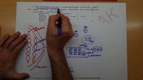 Genden Proteine N Kleik Asitler Ve Protein Sentezi Protein