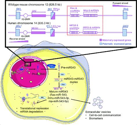 The Schematic Representation Of The Dlk1 Dio3 Imprinted Region In Mice