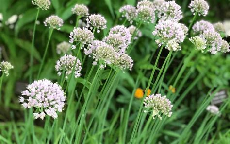 Garlic Chives