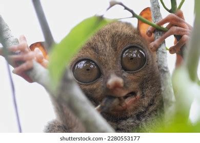 Close Tarsius Aka Tarsier Big Eyes Stock Photo 2280553177 | Shutterstock