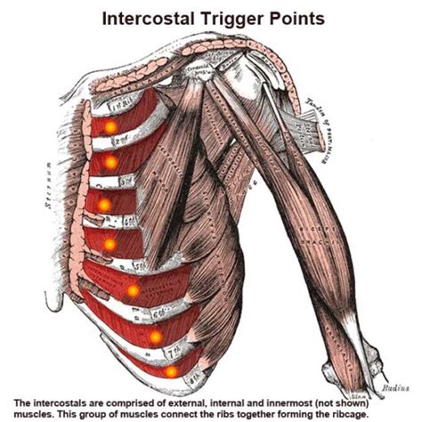 Intercostal Muscles: Rib Pain, Breathing Difficulty - The Wellness Digest