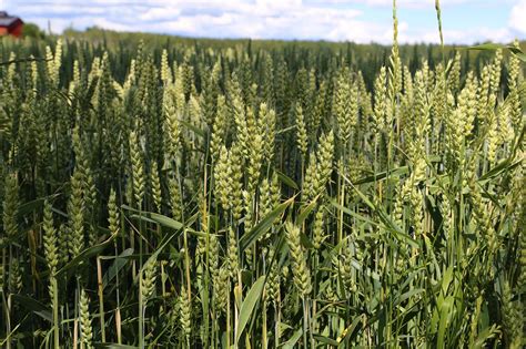 wheat cornfield agriculture  photo  pixabay pixabay