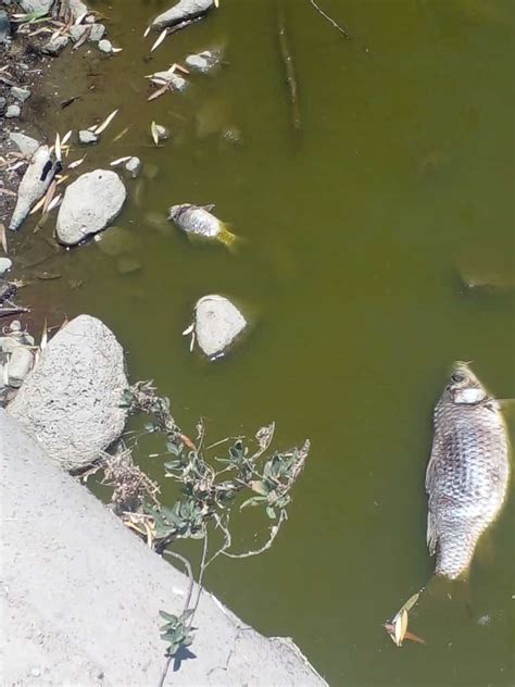 Reportan Mortandad De Peces En El R O Tunal Notigram