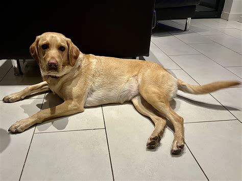 Happy Young female - Labrador Rescue South East & Central