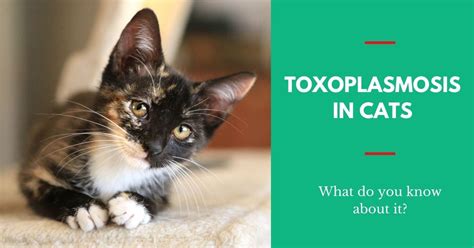 Toxoplasmosis In Cats - I Love Veterinary