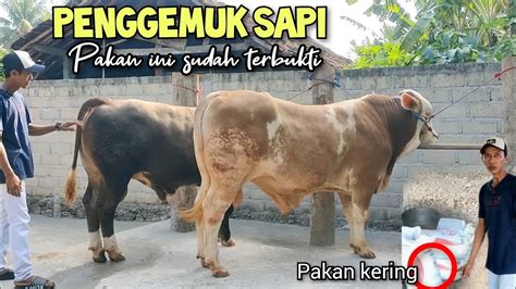 Penggemuk Sapi Pakan Comboran Kering Sapi Cepat Gemuk Youtube