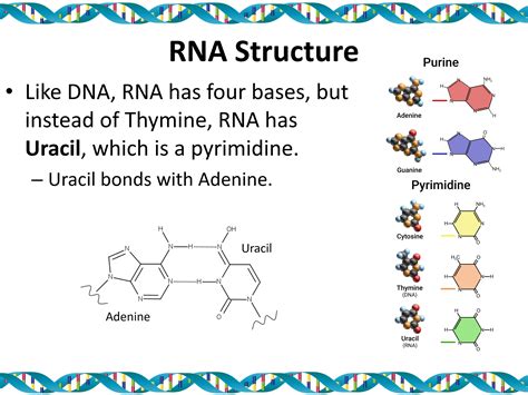 Genetics: DNA and RNA Structure Slide Show | Teaching Resources