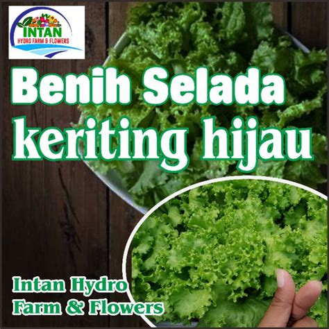 Jual Benih Selada Keriting Hijau Repack Butir Shopee Indonesia