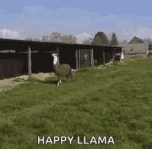 Drama Llama Gif - Volontariat