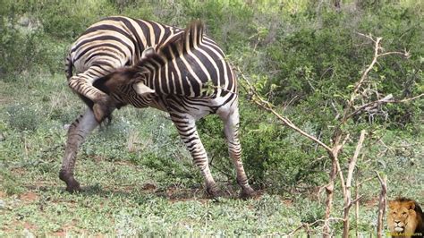 Funny Zebra Trying To Bite Himself Youtube