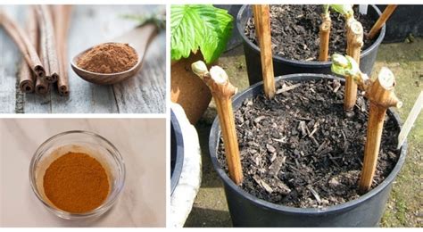 Cinnamon For The Garden Discover 3 Ways This Spice Can Keep Your