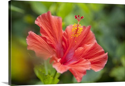 Hibiscus Flower In A Tropical Garden Wall Art Canvas Prints Framed