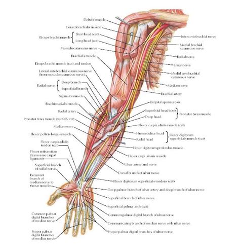 Upper Limb Diagram