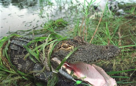 'Gator Hunting Licenses Now Available Online In Louisiana