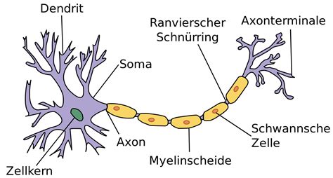 Aufbau Eines Neurons