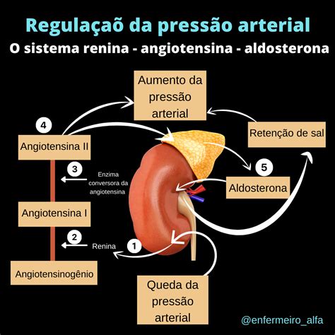 Regula A Da Press O Arterial Fisiologia I