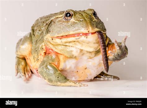 Feeding Time For This Large Male African Bullfrog Pyxicephalus