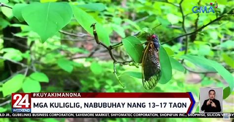 Do Cicadas Pee Kuya Kim Answers GMA News Online