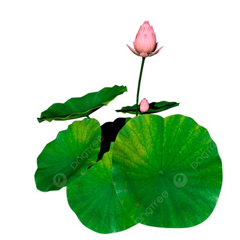 Pink Lotus, Lotus, Flower, Beautiful Lotus PNG Transparent Clipart ...