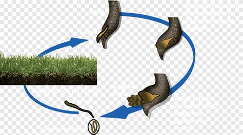 Ciclo De Vida Del Nematodo De Los Nematodos De Los Nematodos De La Raíz Planta Raíz Célula