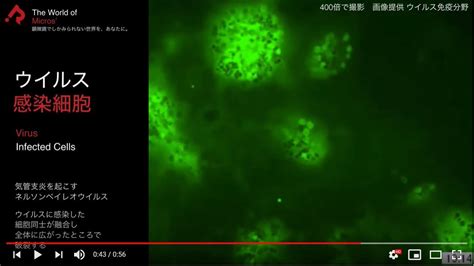 動画で観てみよう！ Newsandtopics 大阪大学微生物病研究所 Rimd 文部科学省共同利用・共同研究拠点