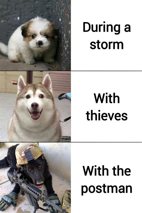 Dogs' behaviour : r/memes