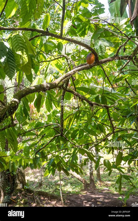 Organic Cacao Fruit Pods Theobroma Cacao Hanging On The Tree In