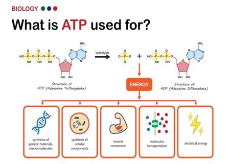 The Cellular Powerhouse How ATP Fuels Your Cells And Boosts Energy