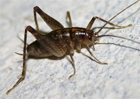 Camel Cricket Ceuthophilus Brevipes Bugguidenet