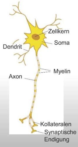 Aufbau Einer Nervenzelle Karteikarten Quizlet