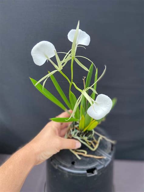 Brassavola Nodosa Lady Of The Night Orchid 4″ Pot Gardino Nursery