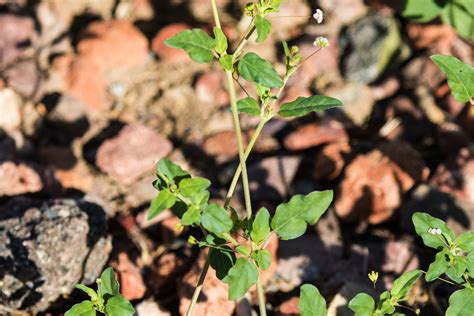 Fivewing Spiderling What S That Weed September Ecoquest Guide