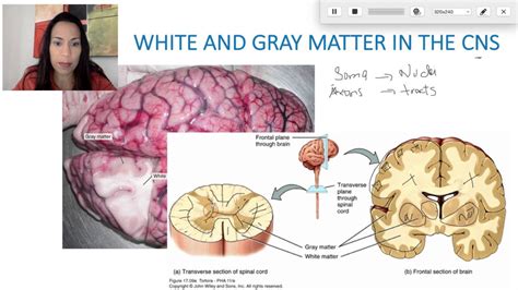 4 Gray And White Matter YouTube