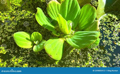 Pistia Stratiotes Swims Among Aquatic Plants Rootless Duckweed Wolffia