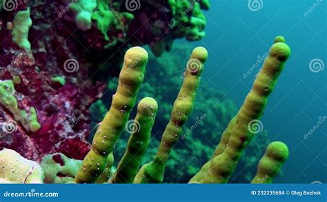 Porifera Sea Sponge Lubomirskiidae And Spongillidae Underwater Of Lake