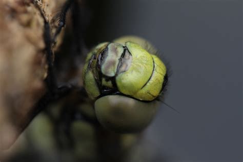 Dragonfly Lee Barnfield Flickr