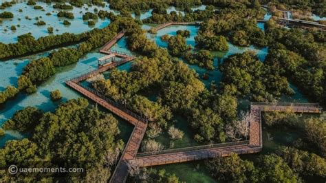 Abu Dhabi To Start Planting 10000 Mangrove Trees