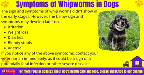 How Do Dogs Get Whipworms Treatment And Prevention