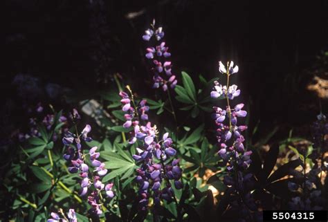 Lupine Genus Lupinus