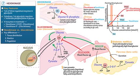 Biochemistry Hexokinase Ditki Medical Biological Sciences