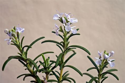 Premium Photo | Rosemary flowers on garden