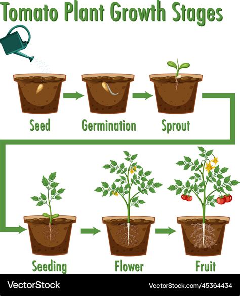 Tomato plant growth stages Royalty Free Vector Image