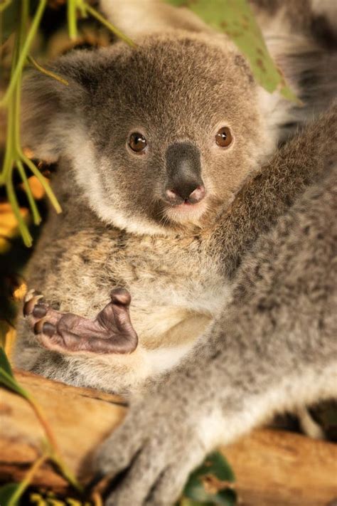 Australian Koala Joey stock image. Image of bear, furry - 333569103