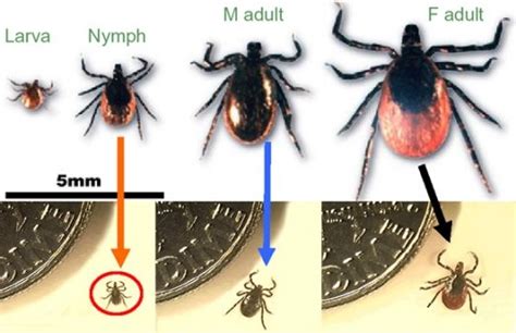 Lyme Disease In Ontario Visitdoctorca