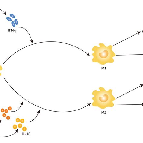 Macrophage Polarization Regulates OA OA OA Osteoarthritis Th T