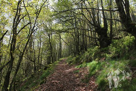 Frondoso bosque de castaños y carballos Caminando entre Senderos