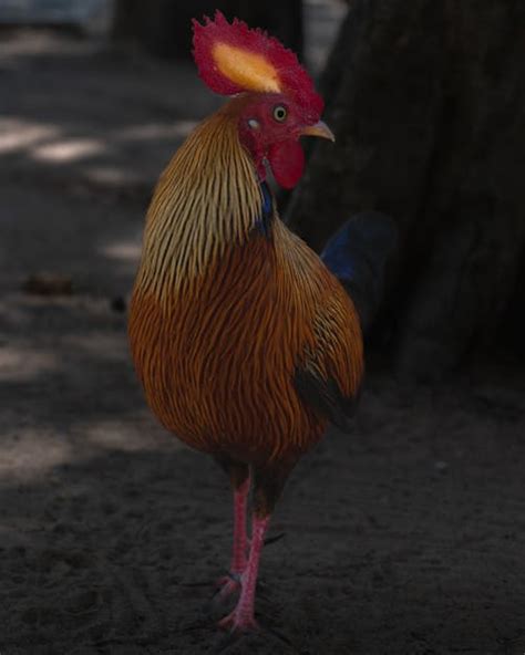 Junglefowl Photos, Download The BEST Free Junglefowl Stock Photos & HD ...