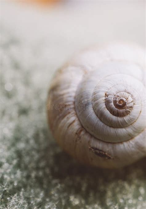 The Small Snail in the Garden Stock Photo - Image of editor, resting ...