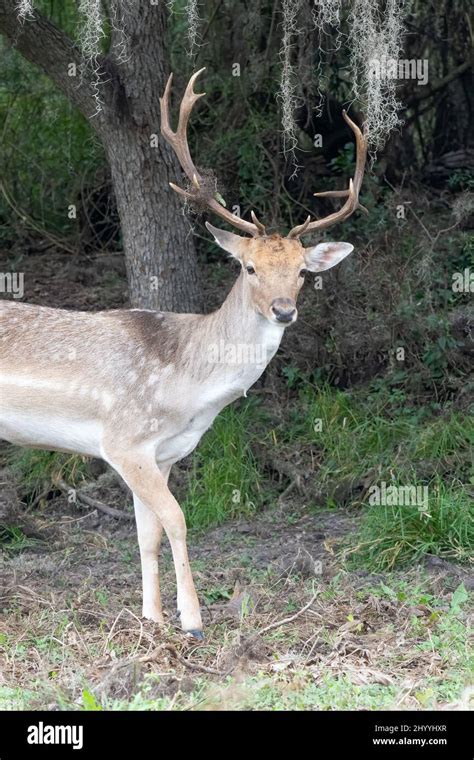 A Male European Fallow Deer Dama Dama Roaming Free In An 800 Acre